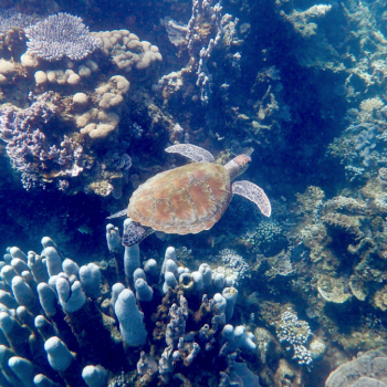 Ningaloo Reef, Coral Bay